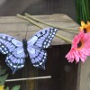 Printemps papillon