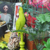 Thème Jungle